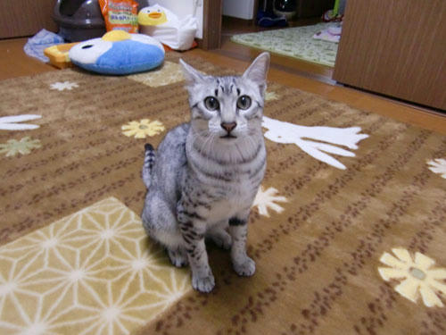 かなめ×ぶろぐ1095【はいポーズ】