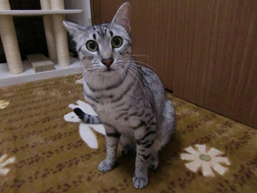 かなめ×ぶろぐ1208【きょとーん】