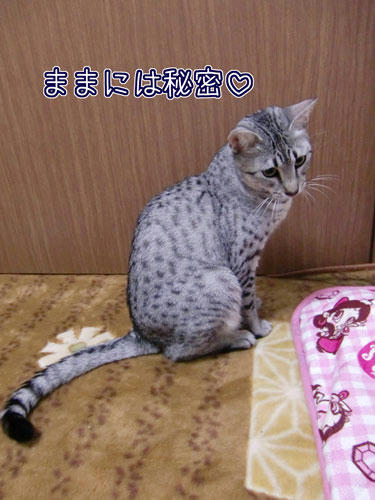 かなめ×ぶろぐ1210【ままには秘密!】