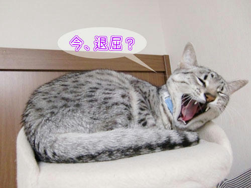 かなめ×ぶろぐ1273【今、暇ですか?】