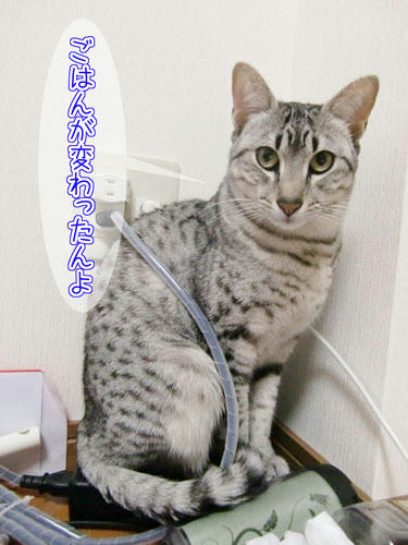 かなめ×ぶろぐ1278【ごはん変更なんです】