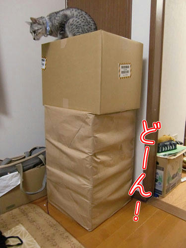 かなめ×ぶろぐ1291【でんでん!と荷物!】
