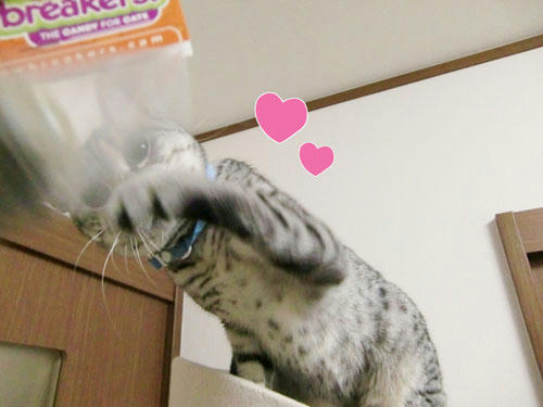 かなめ×ぶろぐ1296【きゃっとにっぷぼーーーーる!!】