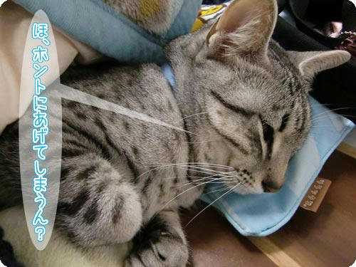 かなめ×ぶろぐ1374【本当にあげてしまうの?】