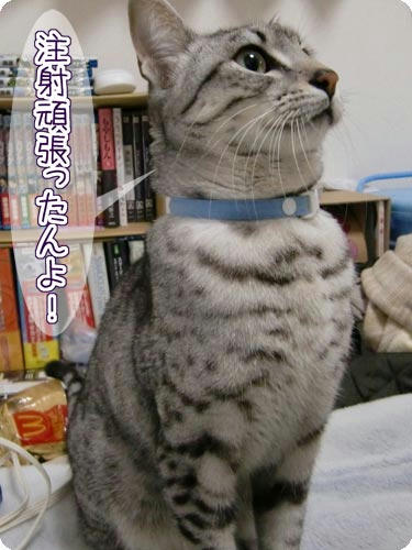 かなめ×ぶろぐ1388【注射頑張ったんだよ!】