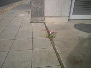 CA390050.jpg
