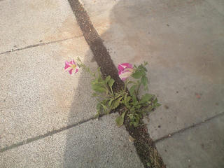 CA390051.jpg