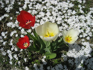 IMG_0743s.jpg