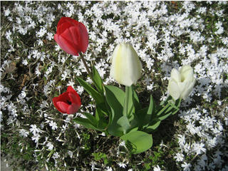 IMG_0730s.jpg