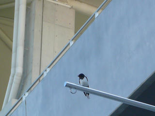 P1010888s.jpg