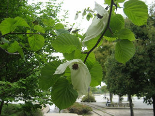 s-IMG_0979.jpg
