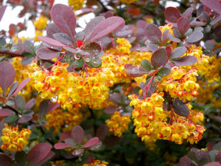 P5060548-2.jpg