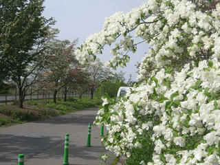 IMG_1136.jpg
