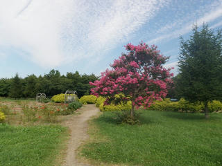 s-P8231532.jpg