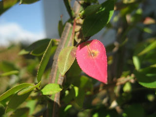 IMG_2656.jpg