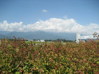 IMG_2657.jpg