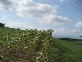 IMG_2862.jpg