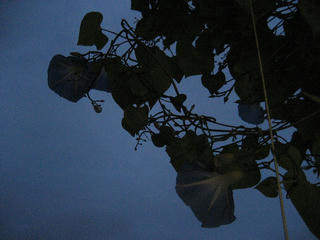 IMG_3387.jpg