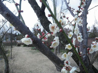 s-P4014623.jpg