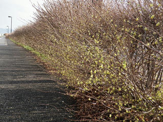 s-P4024642.jpg