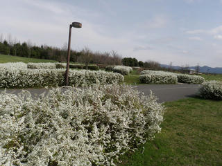 s-P4214897.jpg