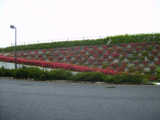 P5010001.JPG