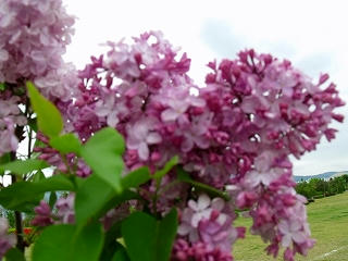 DSCF1731.jpg