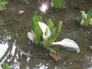 s-P5135035.jpg
