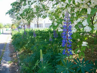 UNI_0540.jpg