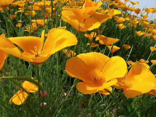 DSCF2496.jpg