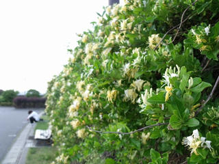DSCF2631_R.jpg
