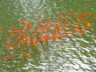 DSCF3505.jpg