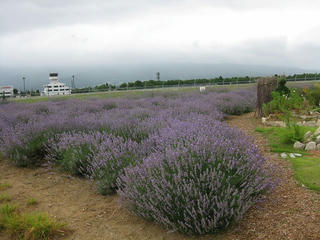 s-IMG_9439.jpg
