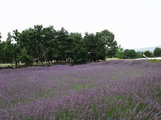DSCF3509.jpg