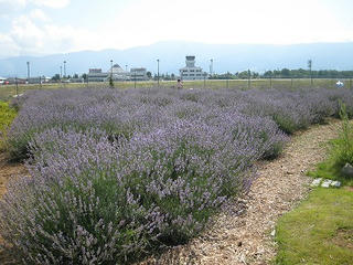 s-IMG_2432.jpg