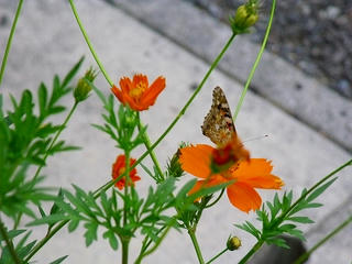 DSCF4568.jpg