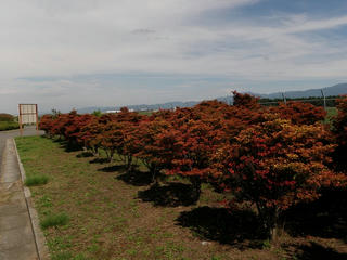 s-PA035630.jpg