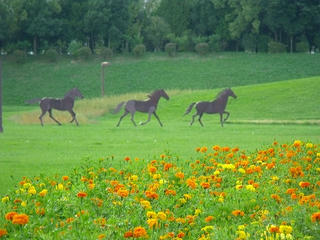 DSCF4762.jpg
