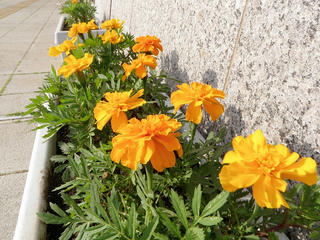 P5200039.jpg