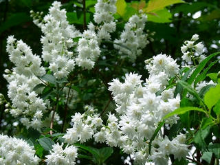 DSCF8810.jpg