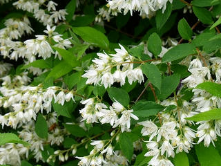 DSCF8808.jpg