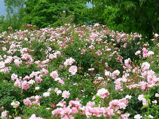 DSCF8805.jpg