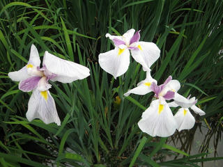 s-IMG_0807.jpg