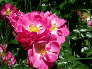 DSCF8963.jpg