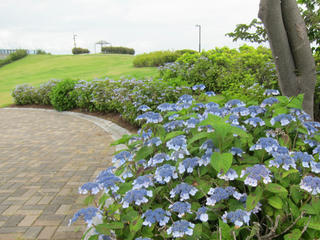 IMG_0008-01.jpg