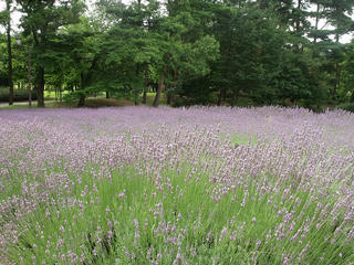 DSCF9538.jpg