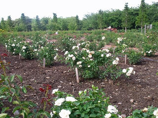DSCF9834.jpg