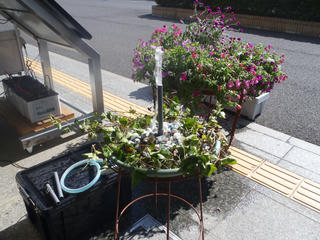 P8161413.JPG