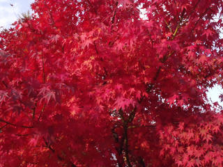 DSCF6080.JPG