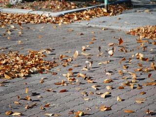 DSCF0316.jpg